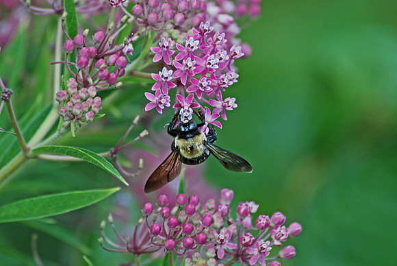 Bumble Bee