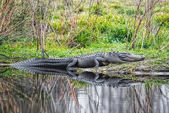 Gator Relaxing on the Prairie