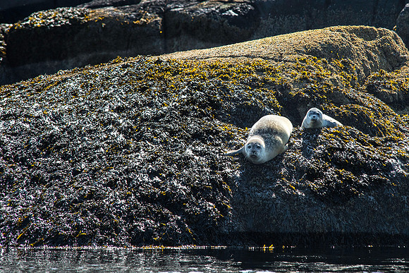 Seals on the Way to Pettit Manaan
