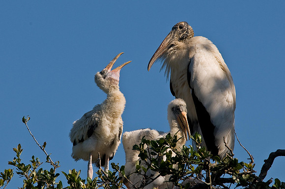 Wood Storks