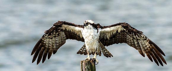 Male Drying after Bathing in the River