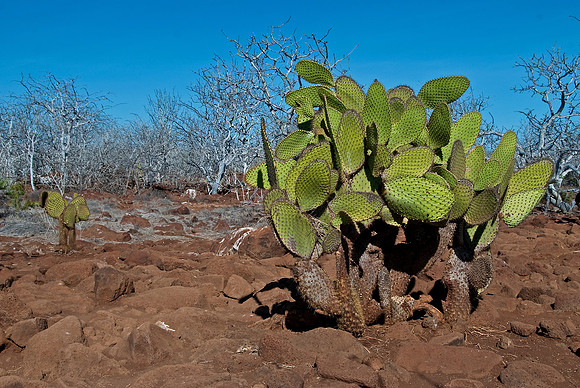 Prickly Pear Cactus