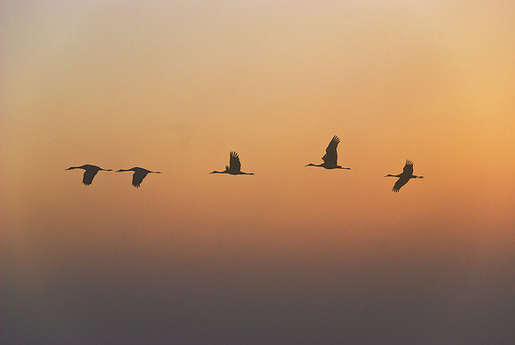Sandhill Cranes