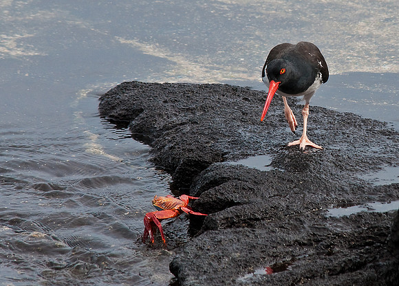 Oyster Catcher Eyeing Sally Lightfoot Crab Dinner
