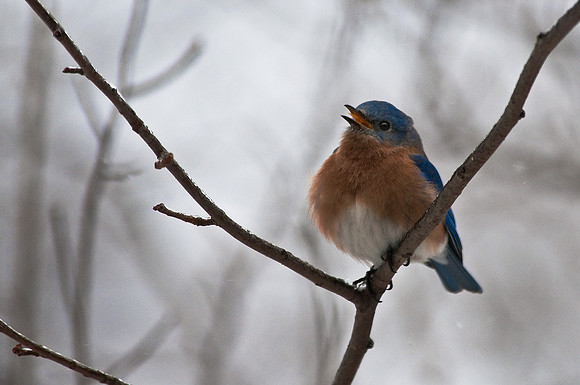 Bluebird