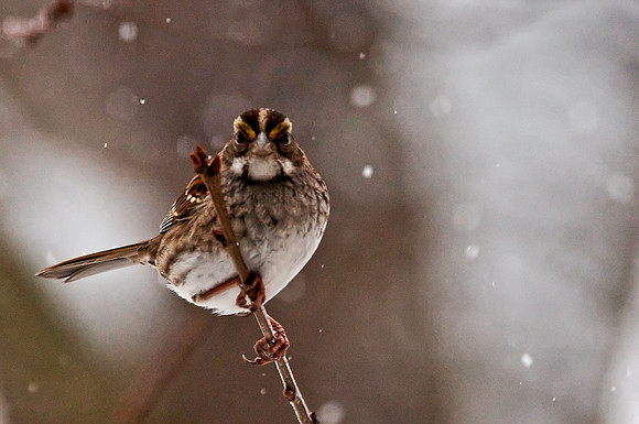 White-throated Sparrow