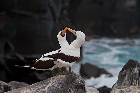 Masked Boobies Courting