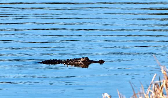 Gator on Lake Wauburg