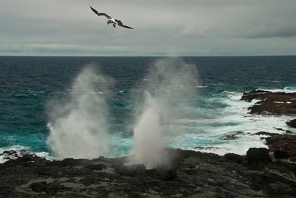 Blow-Hole and Blue-Footed Boobie