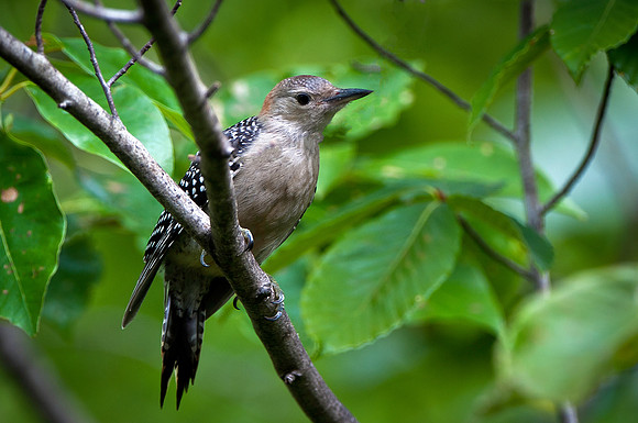 Red Bellied Woodpecker Fledgling