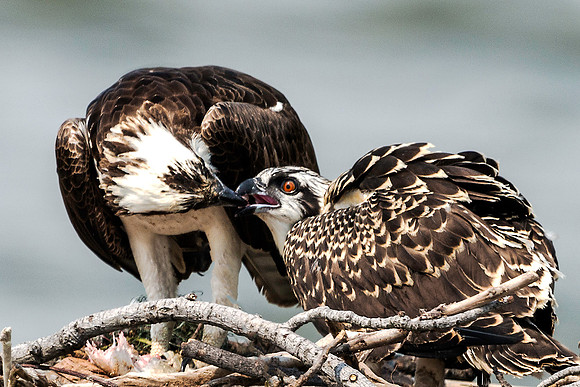 Osprey Chick Feeding Time