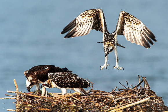 Osprey Chick Testing Wings