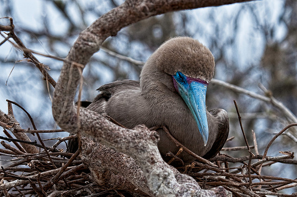 Red-footed Boobie