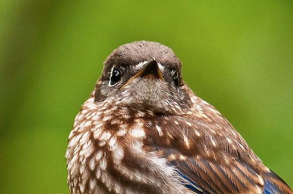 Bluebird Fledgling