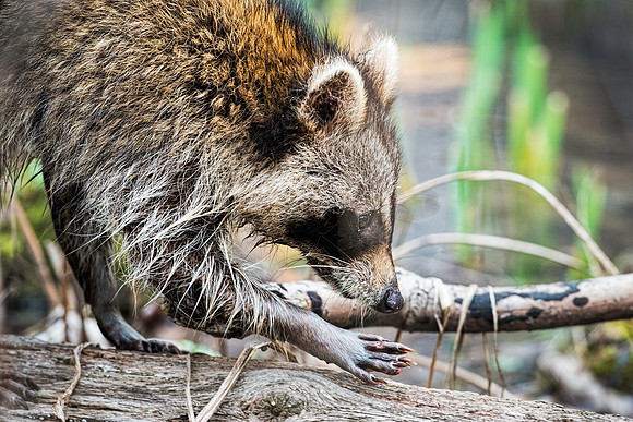 Raccoon at LSP