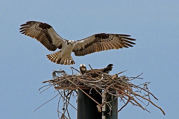 Osprey Landing on Nest with Small Fish