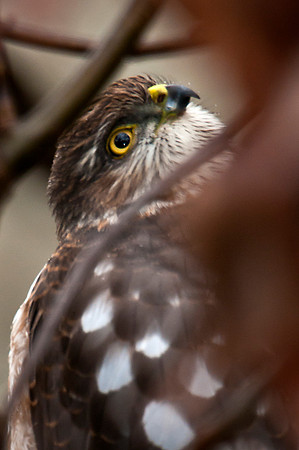 Sharp-Shinned Hawk