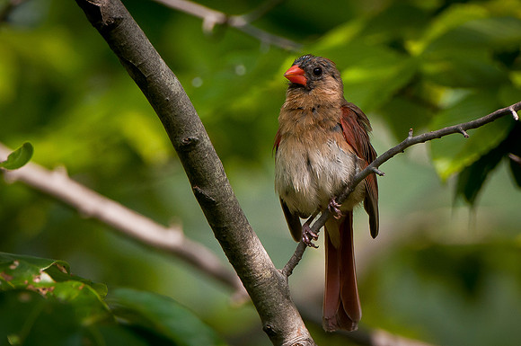 Young Female Cardinal