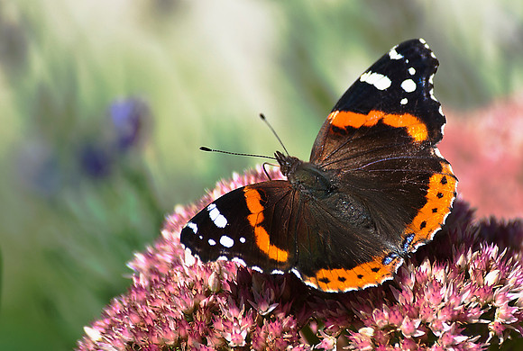 Small Butterfly