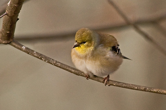 American Goldfinch