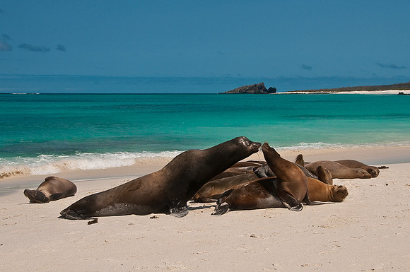 Bull Sea Lion and His Harem