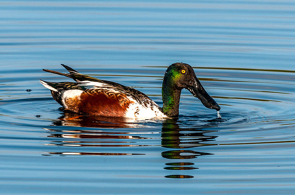 Northern Shoveler