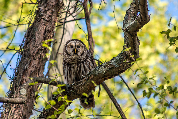 Barred Owl