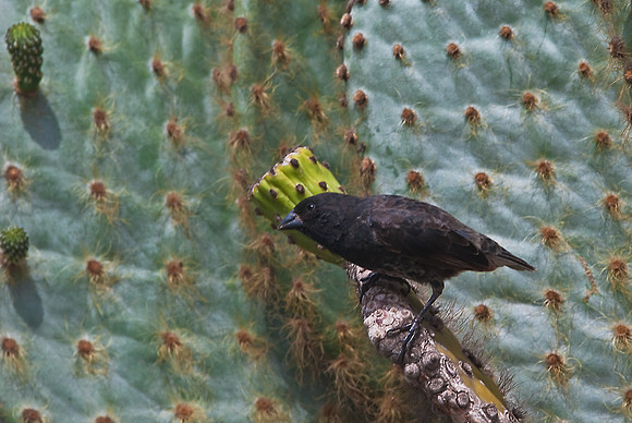 Medium-Ground Finch