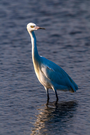 Blue Heron