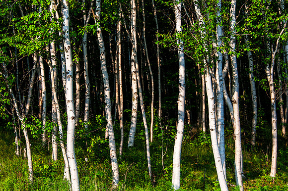 White Birch Trees in Morning Light Acadia National Park