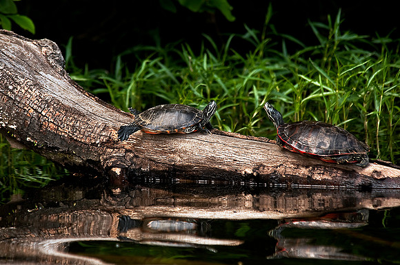River Cooters on Lake Montclair