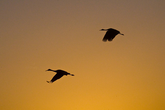 Sandhill Cranes