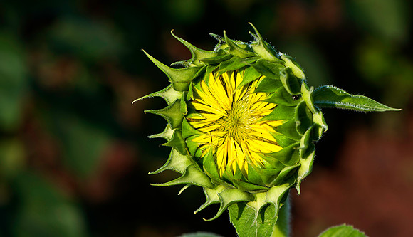 Baby Sunflower