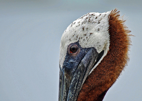 Brown Pelican