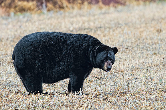 Black Bear on the Move at Alligator River NWR