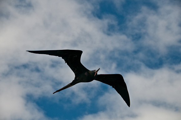 Frigatebird Flying along with Yacht
