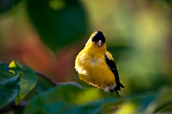American Goldfinch