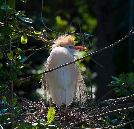 Cattle Egret on Nest