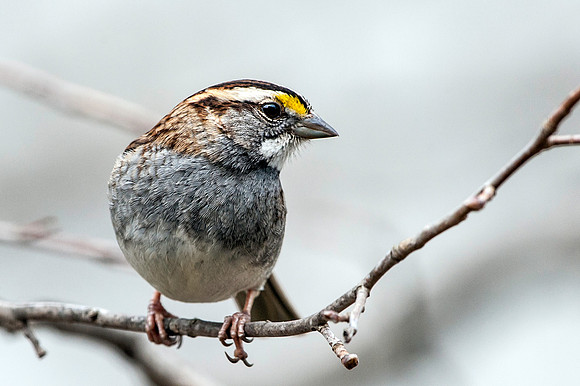 White-throatded Sparrow