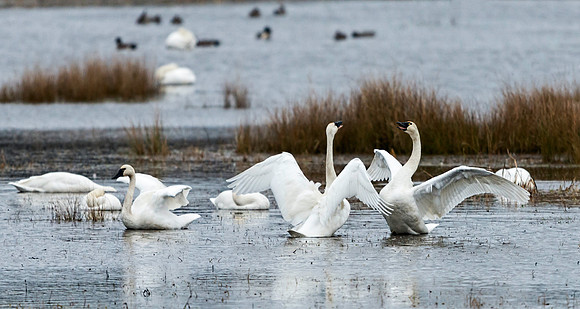 Tundra Swan Disagreement