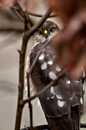 Sharp-Shinned Hawk