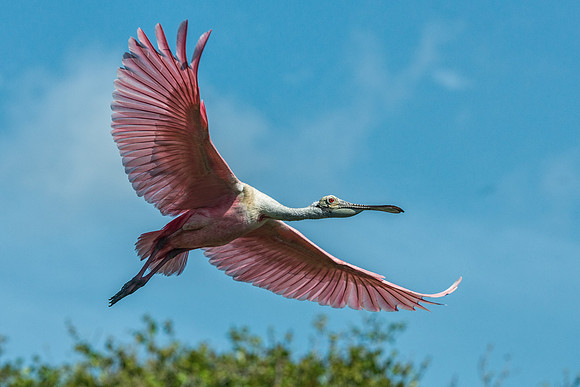 Spoonbill in Flight