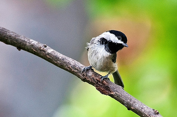 Black Capped Chickadee