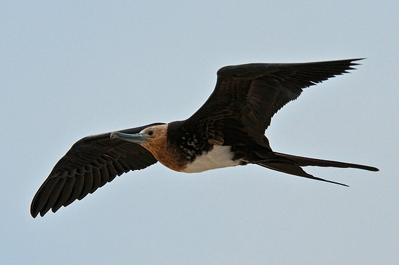 Frigatebird