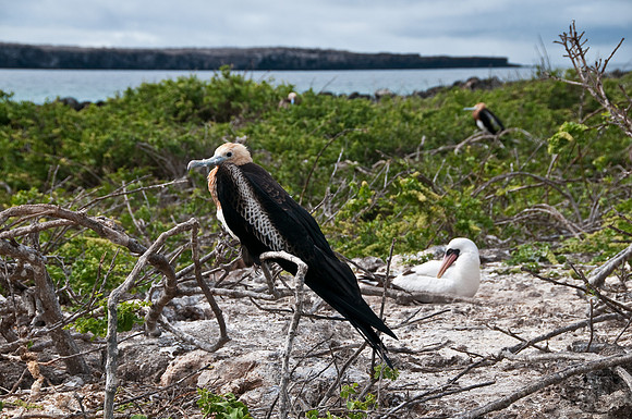 Frigatebird