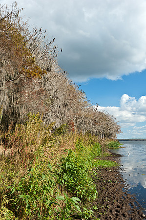 Cormorant Roost on Newnans Lake