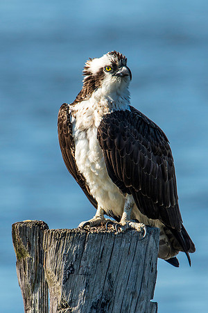 Female Osprey on Piling