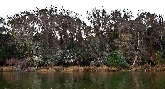 Cormorant Roost on Lake Wauburg