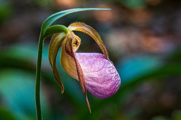 Lady Slipper Flower