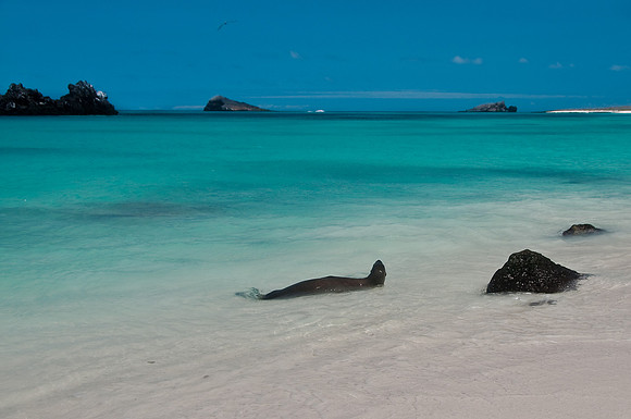 Sea Lion Enjoying the Water